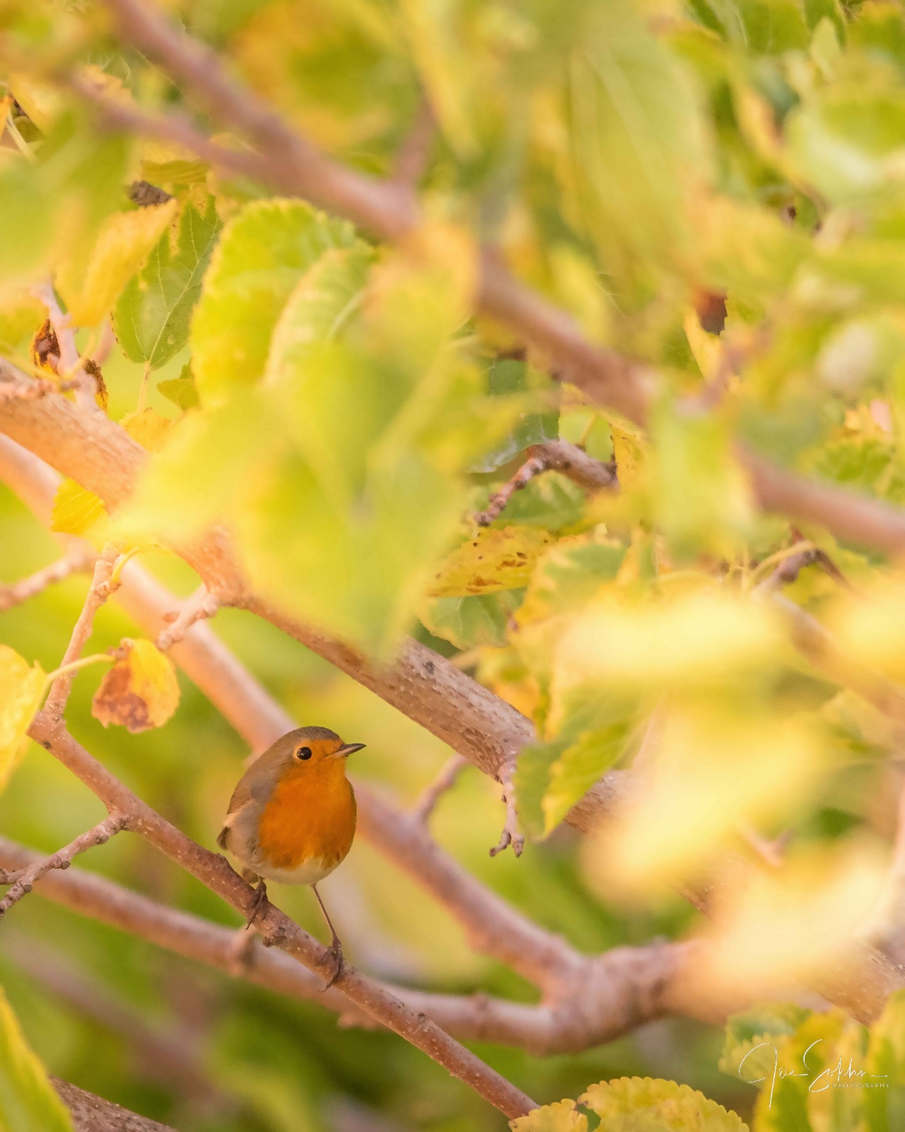 طبيعة لبنان من خلال عدسة المصور جو سخن... لنحافظ على إرثنا البيئي 